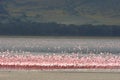 Flamboyance of Lesser Flamingos Phoeniconaias minor against the backdrop of Lake Magadi inside of Ngorongoro Crater, Tanzania Royalty Free Stock Photo