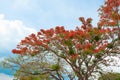 Flamboyant blooming season under blue sky Royalty Free Stock Photo