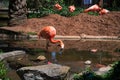 Flamboyant colors of flamingo feeding in the sun