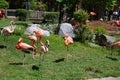 Flamboyant colors of flamingo feeding in the sun