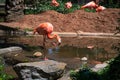 Flamboyant colors of flamingo feeding in the sun