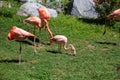 Flamboyant colors of flamingo feeding in the sun