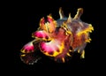 Flamboyant Cuttlefish Royalty Free Stock Photo