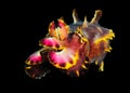 Flamboyant Cuttlefish