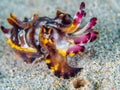 Flamboyant cuttlefish, Metasepia pfefferi. Bangka, Indonesia Royalty Free Stock Photo