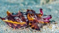 Flamboyant cuttlefish, Metasepia pfefferi. Bangka, Indonesia Royalty Free Stock Photo