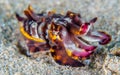 Flamboyant cuttlefish, Metasepia pfefferi. Bangka, Indonesia Royalty Free Stock Photo