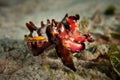 Flamboyant Cuttlefish - Metasepia Pfefferi Royalty Free Stock Photo