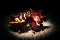 A Flamboyant Cuttlefish - Metasepia pfefferi Royalty Free Stock Photo