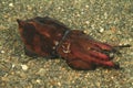 Flamboyant cuttlefish - metasepia pfefferi Royalty Free Stock Photo
