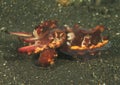 Flamboyant cuttlefish - metasepia pfefferi Royalty Free Stock Photo