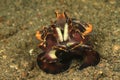 Flamboyant cuttlefish - metasepia pfefferi Royalty Free Stock Photo