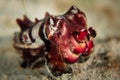 Flamboyant Cuttlefish - Metasepia pfefferi Royalty Free Stock Photo