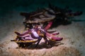 2 flamboyant cuttlefish on sandy seabed Royalty Free Stock Photo