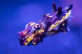 Flamboyant Cuttlefish swimming