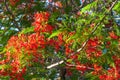Flamboyant Delonix regia or Flame tree, vibrant red flowers on a green tree Royalty Free Stock Photo