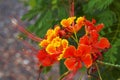 Flamboyant or Delonix Regia flowers in a tropical garden of Tenerife, Canary Islands, Spain. Blooming acacia Flame tree Royal Poin Royalty Free Stock Photo