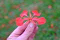 Flamboyant delonix regia single flower.