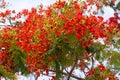 Flamboyant, The Flame Tree, Royal Poinciana, Peacock flower. Royalty Free Stock Photo