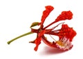 Flamboyant flower Royalty Free Stock Photo