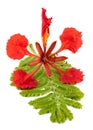 Flamboyant flower and leaf Royalty Free Stock Photo