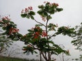 Flamboyant flowers in bloom