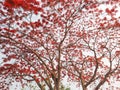 Flamboyant flowers blooming in park. Royalty Free Stock Photo