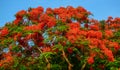 Flamboyant flowers blooming on the tree