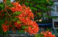 Flamboyant flowers blooming on the tree Royalty Free Stock Photo