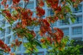 Flamboyant flowers blooming on the tree Royalty Free Stock Photo