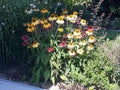 Flamboyant flowers in garden mixed colors,