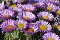 Purple Flamboyant Razzmatazz Flowers of the Seaside Flea Bane! - Erigeron on Anglesey Coastal Path - Royalty Free Stock Photo