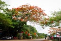 Flamboyant flowers tree on countryside road