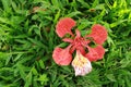 Flamboyant in close view on the green grass Royalty Free Stock Photo