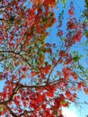 Flamboyant flowers ( delonix regia )