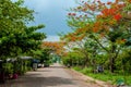 Flamboyant tree road Royalty Free Stock Photo