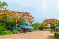 Flamboyant trees at country road Royalty Free Stock Photo