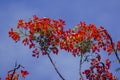 Flamboyant has five petals Red to orange