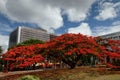 Flamboyant Flamboyant in the Capital City Royalty Free Stock Photo