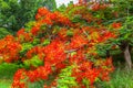 Flamboyant Royal Poinciana Delonix Regia tree