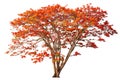 Flamboyant Royal poinciana growth tree solitude standing isolated on white background. Season changes deciduous outdoor plants Royalty Free Stock Photo