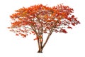 Flamboyant Royal poinciana growth tree solitude standing isolated on white background. Season changes deciduous outdoor plants Royalty Free Stock Photo