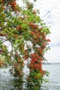 Flamboyant summer flower blooming in the summer