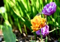 Tangerine colour Double Early tulip bloom Tulipa Orca