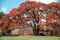 Flamboyant tree Royalty Free Stock Photo