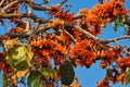 Flamboyant Tree In Bloom Royalty Free Stock Photo