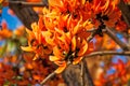 Flamboyant Tree In Bloom Royalty Free Stock Photo