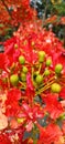 Flamboyant Tree bloom red colour flowers with green leafs Royalty Free Stock Photo