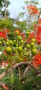 Flamboyant Tree bloom red colour flowers with green leafs and sky Royalty Free Stock Photo