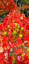 Flamboyant Tree bloom red colour flowers with green leafs and sky Royalty Free Stock Photo